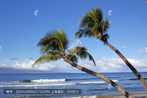 熱帶棕櫚樹島