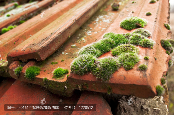 屋頂瓦上的青苔