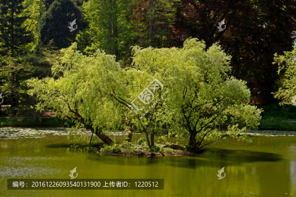 春楊柳；德國