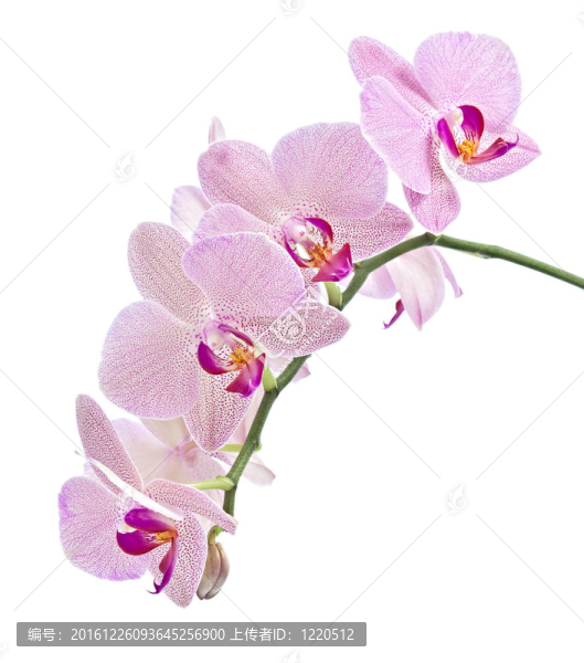 蝴蝶蘭