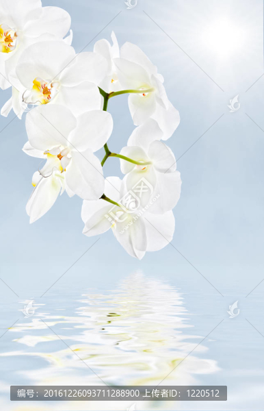 柔軟的花朵背景