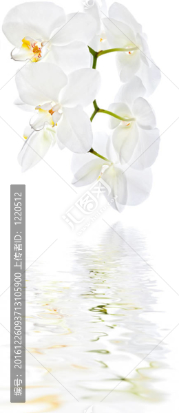 柔軟的花朵背景
