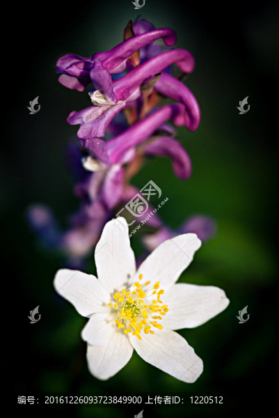 春天的花朵