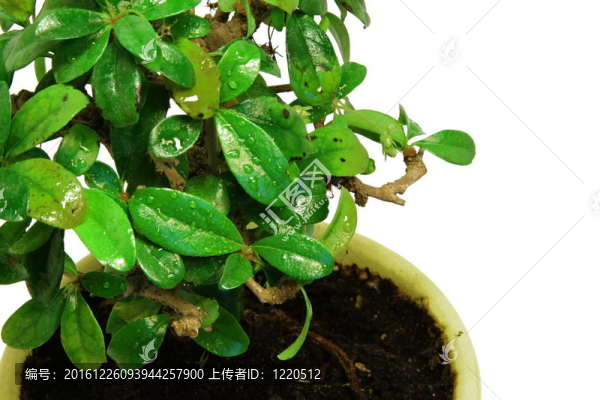 關(guān)閉盆栽盆栽黃樹