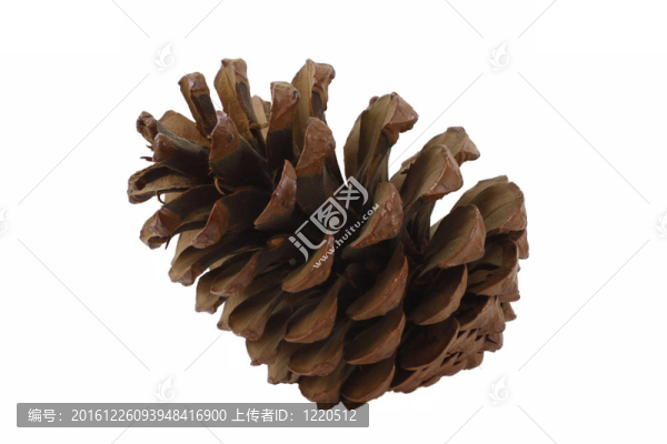 松樹的球果；德國的Pinus