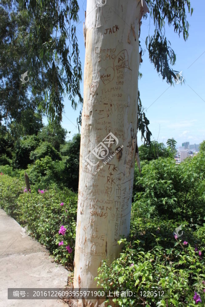 樹(shù)干銘文
