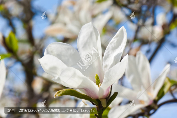 木蘭花。