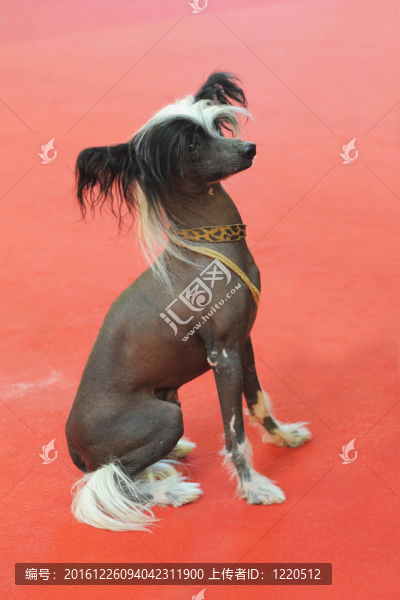 中國冠毛犬
