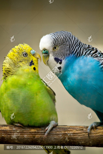 兩只鸚鵡鳥