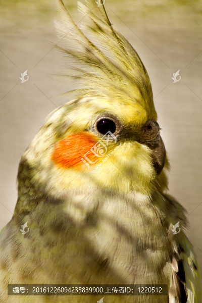 鸚鵡（Nymphicus,hollandicus）