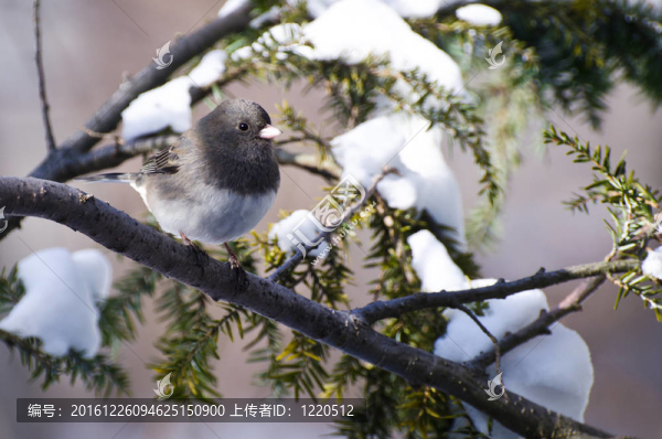 燈芯草雀棲息在雪