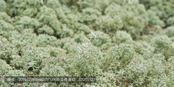 馴鹿苔