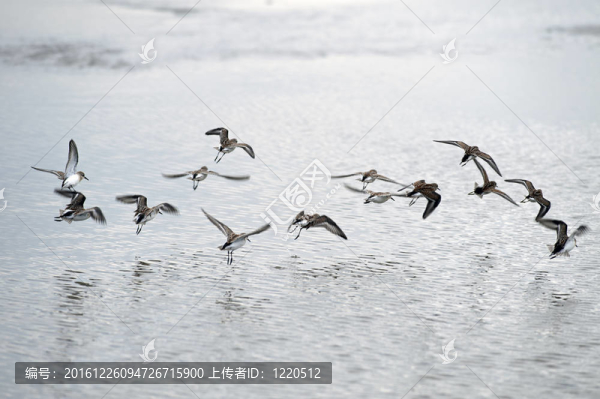 鳥兒在海灘上飛翔