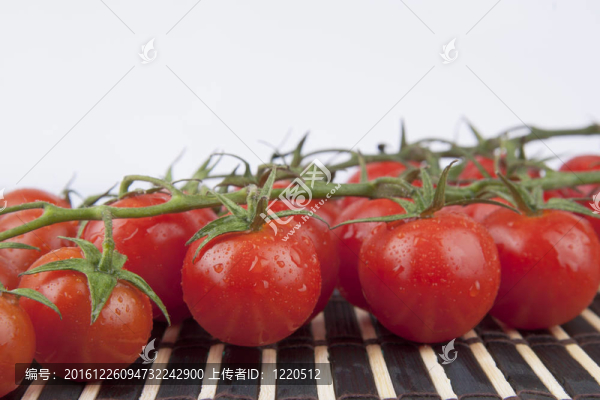 鮮櫻桃番茄枝