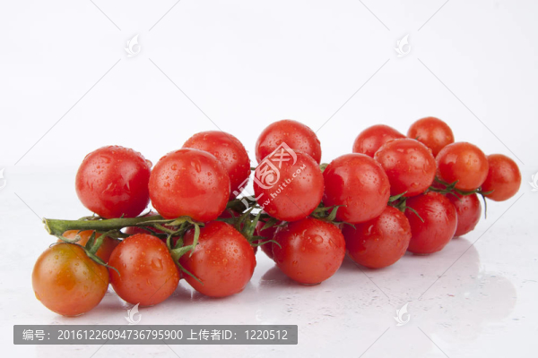 鮮櫻桃番茄枝