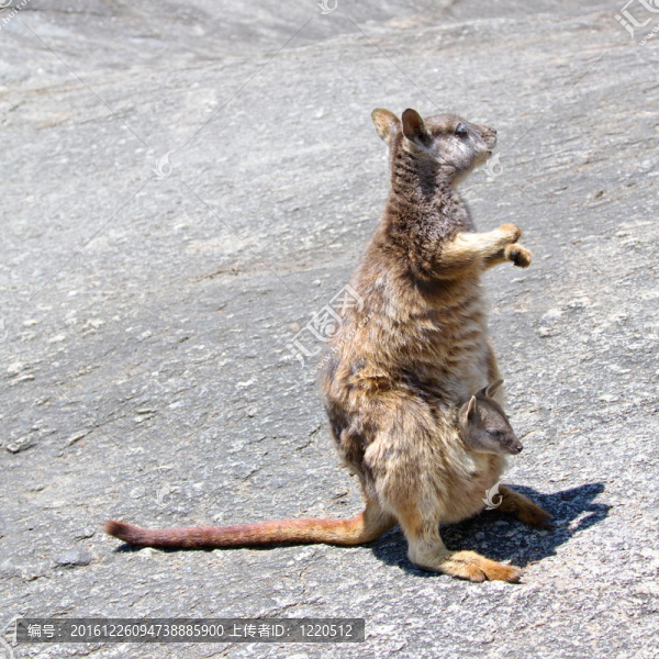 媽媽和她的寶寶Wallaby