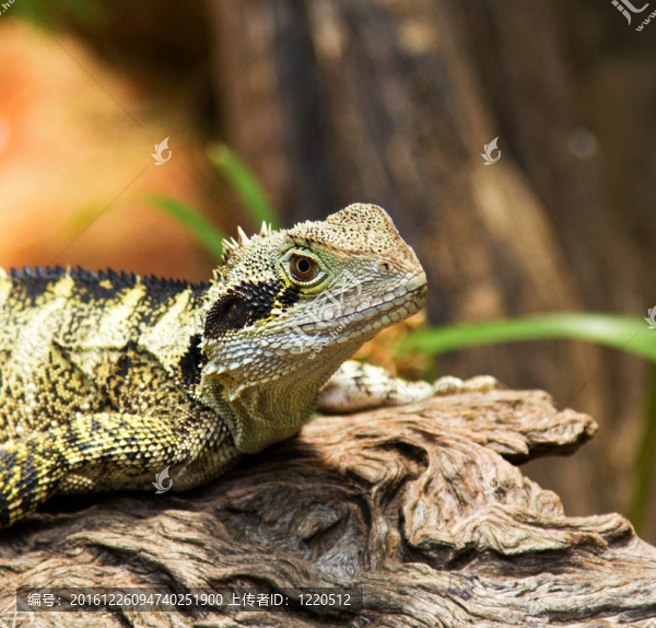Bearded,Dragon,Lizard在澳大利亞