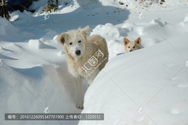 雪中的狗