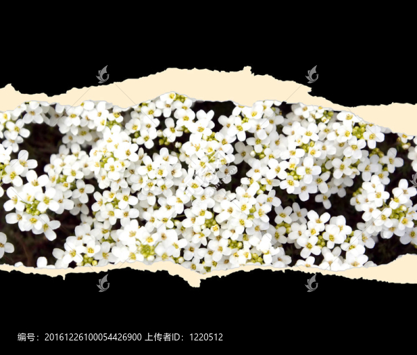 帶花的紙