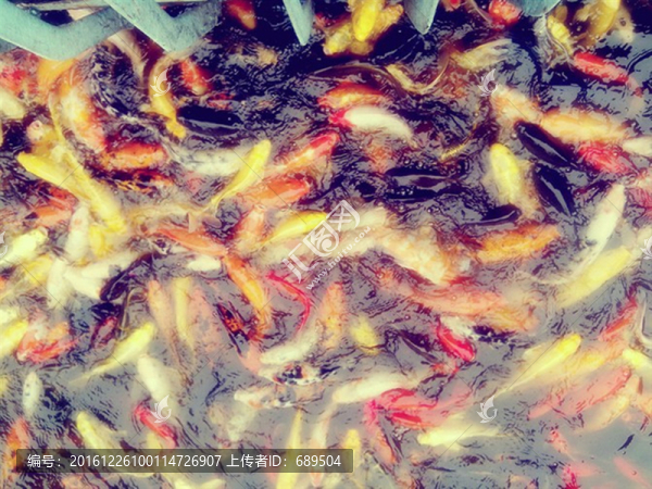魚(yú)