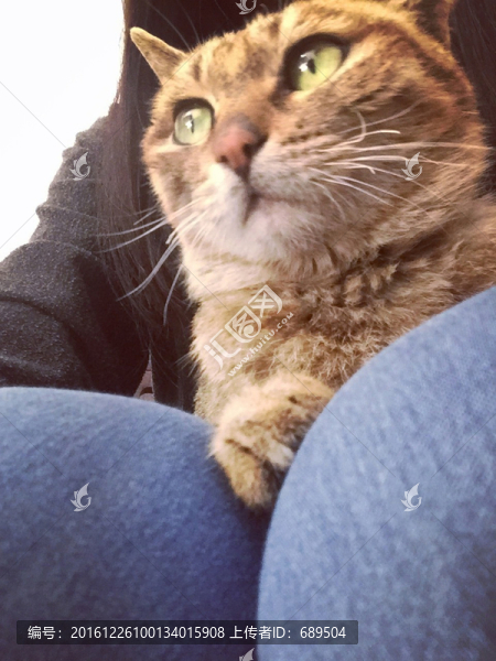貓