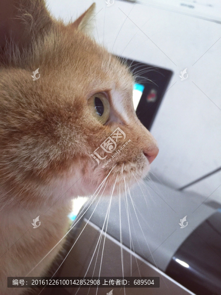 貓