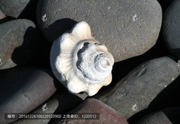 殼上的鵝卵石