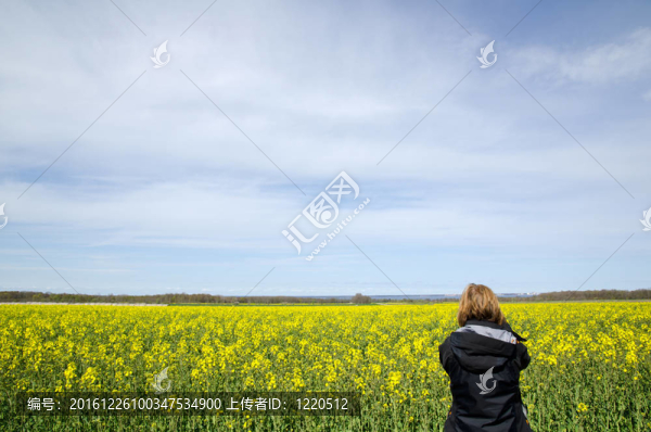 拍攝油菜田