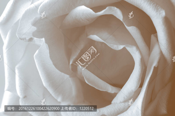 奶油色proveins和脆弱的玫瑰花瓣特寫(xiě)鏡頭的溫柔