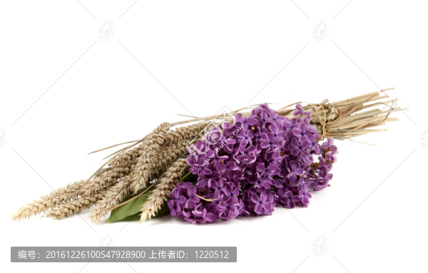 春天的感覺