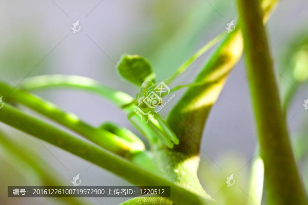 葉的蚱蜢