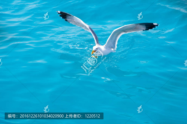 海上海鷗