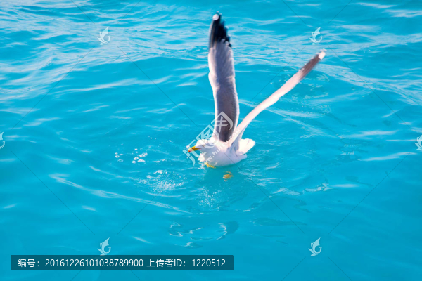 海上海鷗