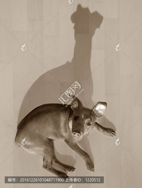迷你杜賓犬的狗躺在木地板上的陰影