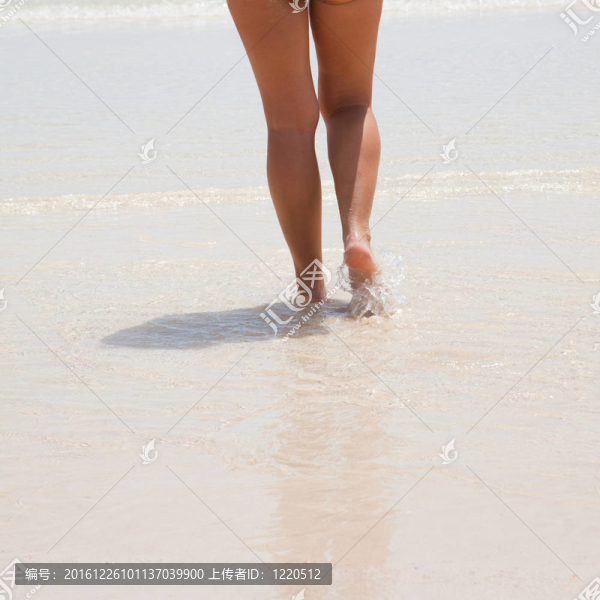 淺水中的雌腿