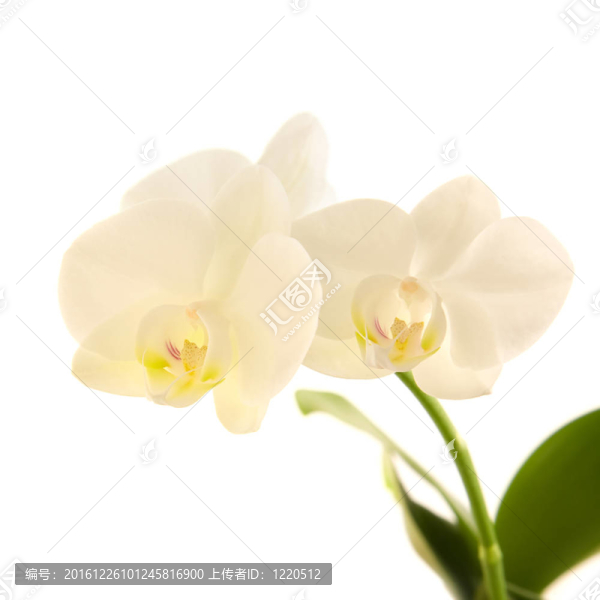白色蝴蝶蘭莖白色隔離