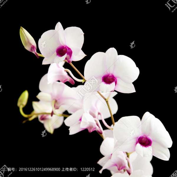 美麗的白色dentrobium蘭花，暗紫色的中心；孤立在黑色的背景；