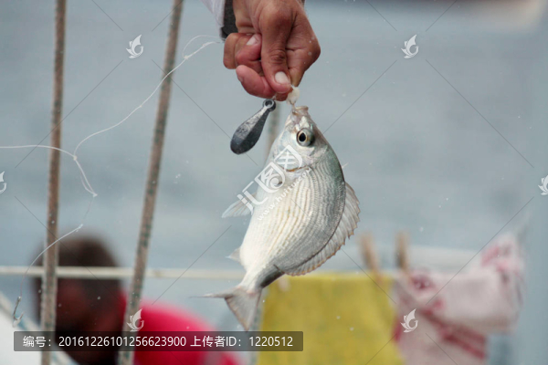 漁夫與魚的手