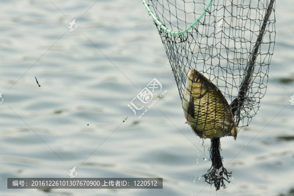 魚