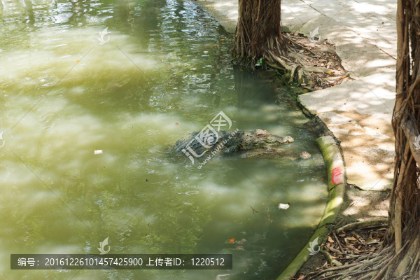 鱷魚
