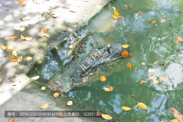 鱷魚