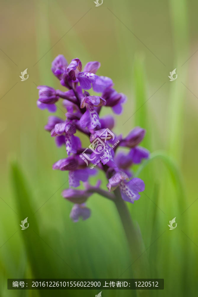 綠翅蘭花