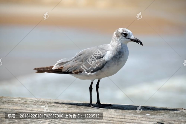 海鷗