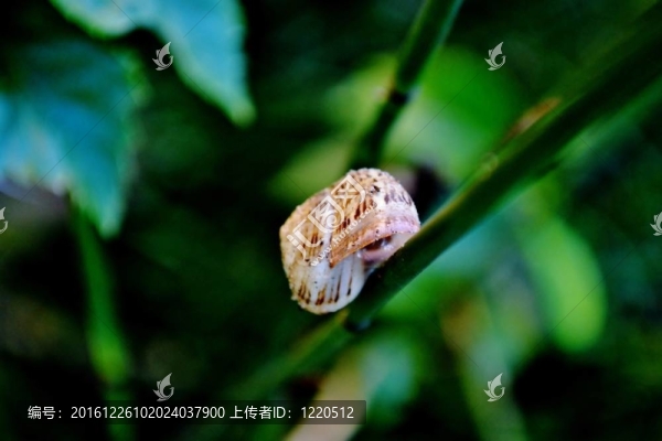 竹上蝸牛