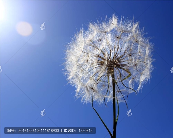 蒲公英準(zhǔn)備飛翔