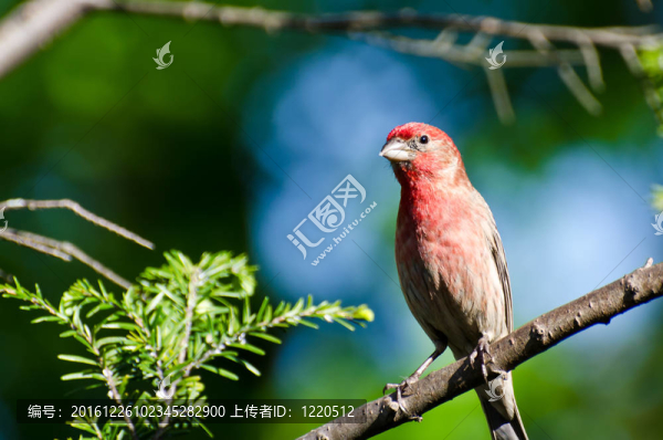 雀鳥棲息在樹上的房子