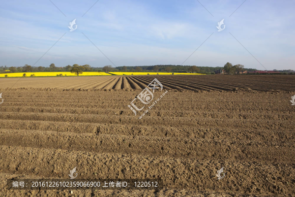 耕地fieldscape