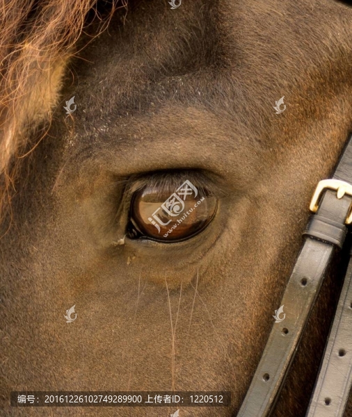 Oog,van,paard；馬眼
