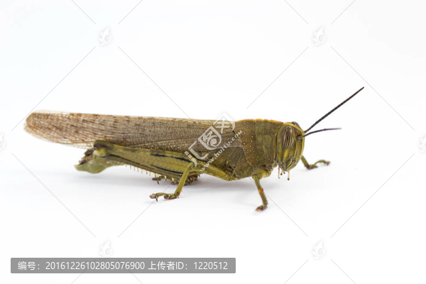 蚱蜢