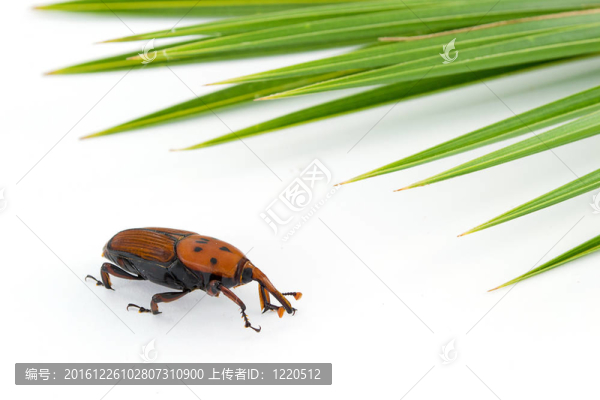 紅棕象甲的昆蟲